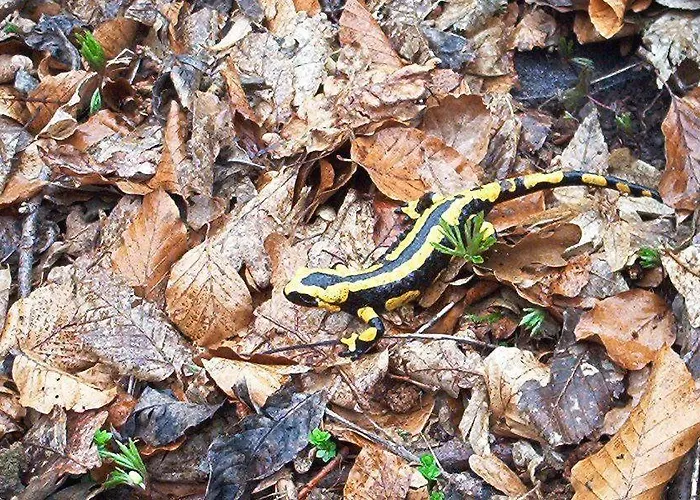 Ferienwohnung-stricker-1-1